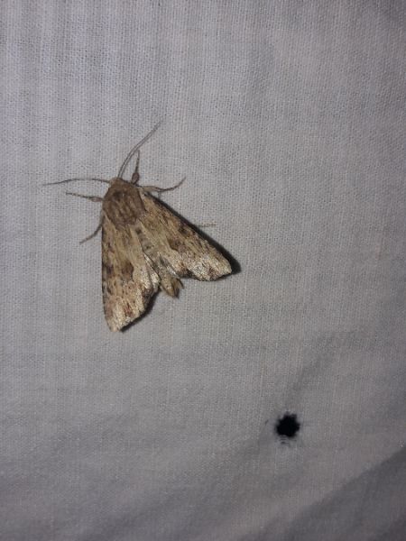 Apamea sublustris  - Sylvain Lethuillier