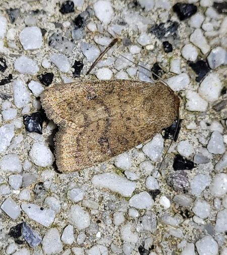 Hoplodrina octogenaria  - Thomas Lux