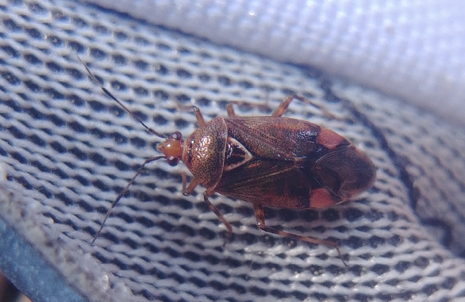 Deraeocoris flavilinea 