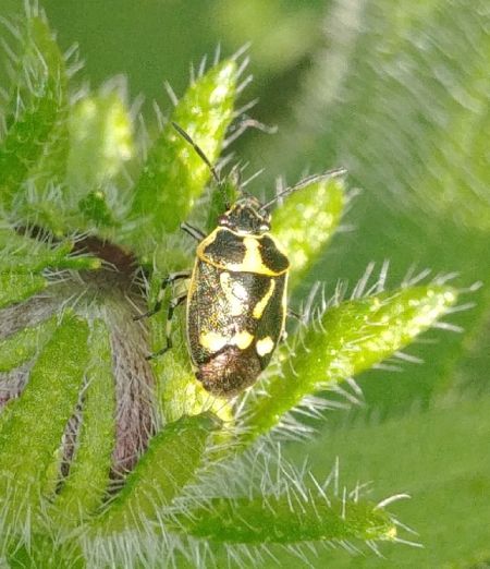 Eurydema oleracea 