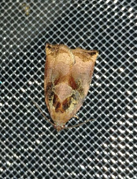 Archips podana 