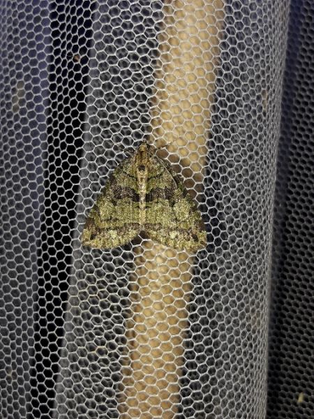 Hydriomena furcata  - Sylvain Lethuillier