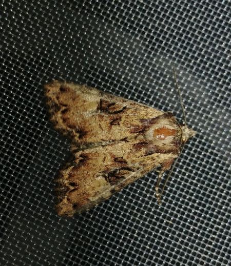 Noctuelle hépatique 