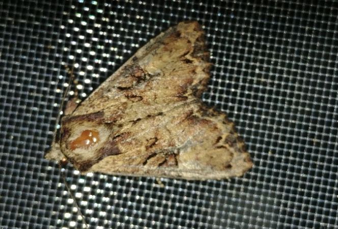 Noctuelle hépatique 