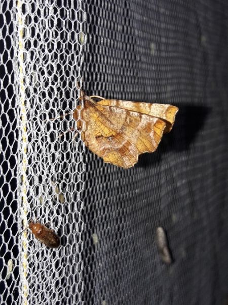 Selenia tetralunaria  - Sylvain Lethuillier