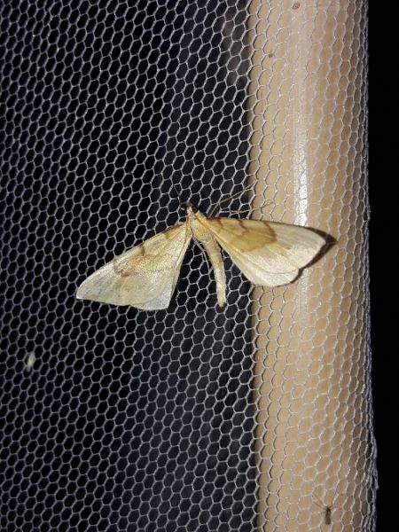 Gandaritis pyraliata  - Sylvain Lethuillier