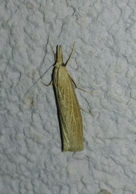 Pediasia luteella 