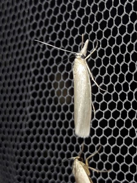 Crambus perlé  - Sylvain Lethuillier