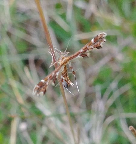 Geina didactyla 
