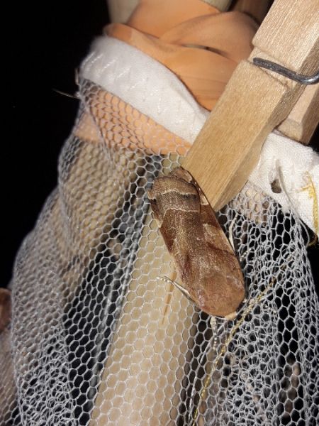 Noctua fimbriata  - Sylvain Lethuillier