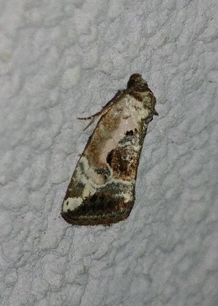 Elaphria venustula 