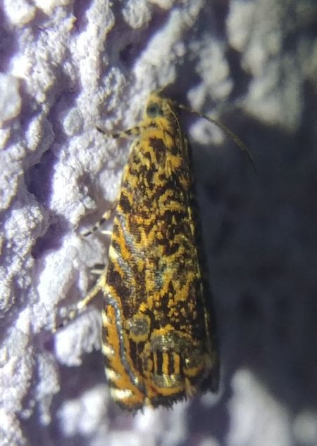 Enarmonia formosana 