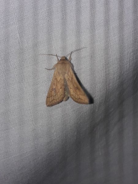Mythimna vitellina  - Sylvain Lethuillier