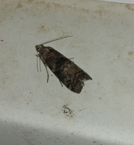 Phycita roborella 