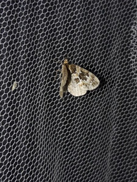 Electrophaes corylata  - Sylvain Lethuillier