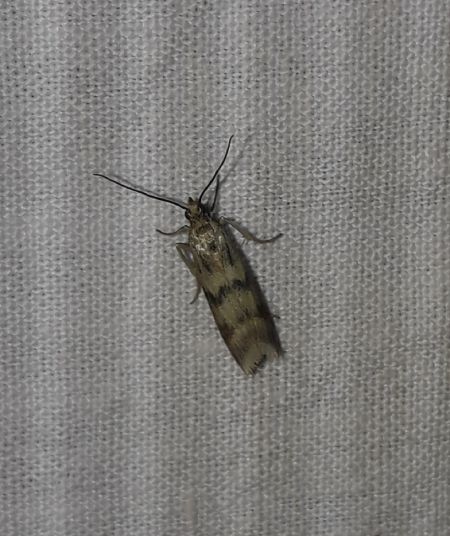 Homoeosoma sinuella  - Sylvain Lethuillier