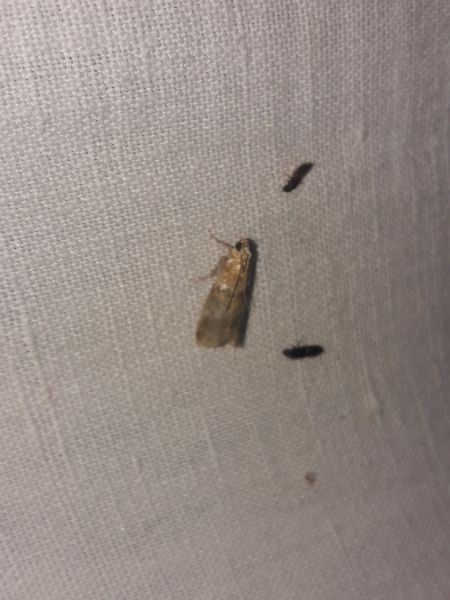Acrobasis tumidana  - Sylvain Lethuillier