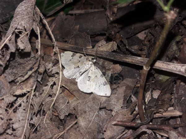 Colostygia pectinataria  - Sylvain Lethuillier