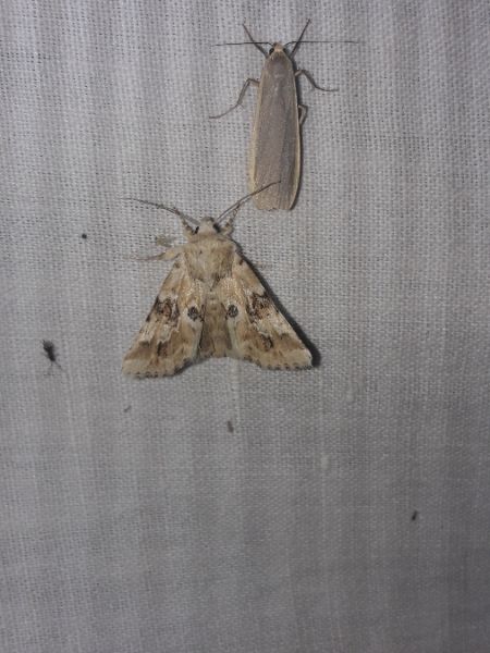 Eremobia ochroleuca  - Sylvain Lethuillier