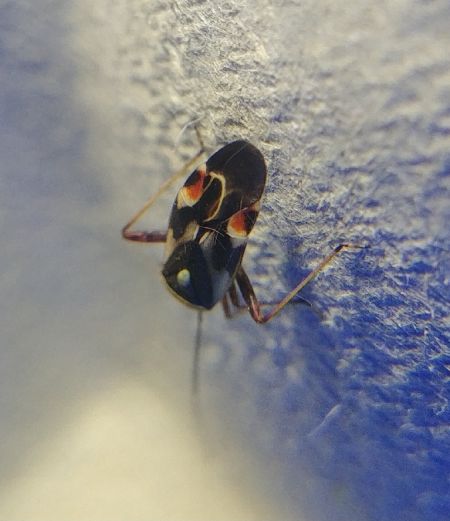 Polymerus unifasciatus 