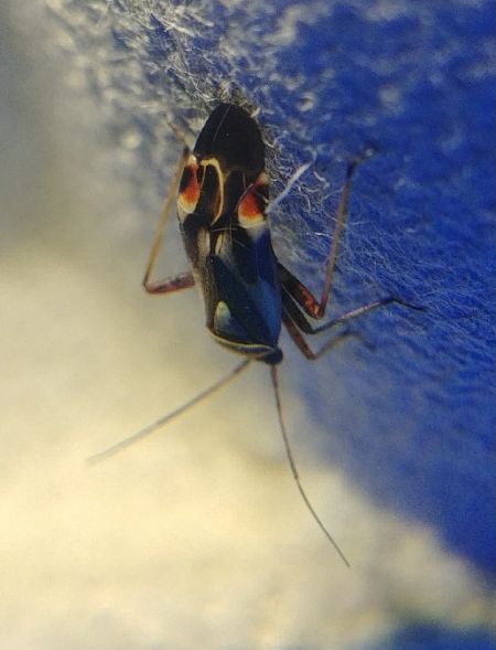 Polymerus unifasciatus 