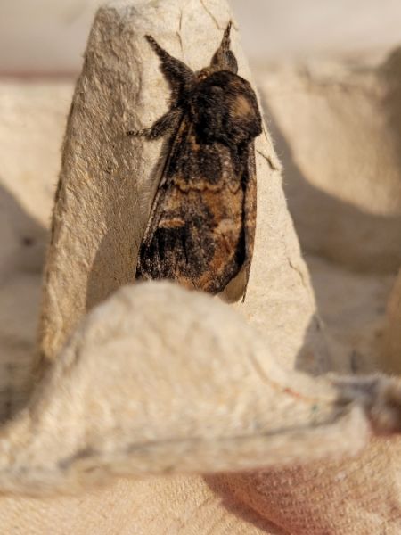 Dromadaire  - Thomas Lux