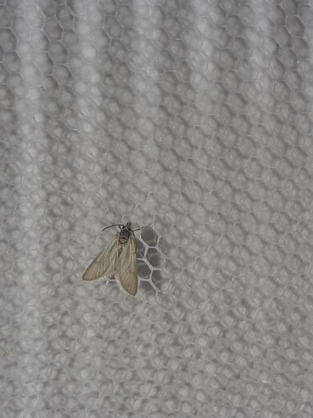 Acentria ephemerella  - Sylvain Lethuillier