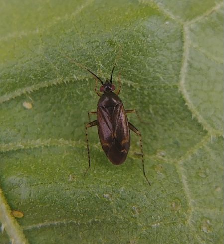 Plagiognathus arbustorum 