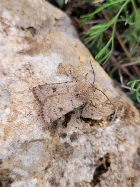 Agrotis cinerea  - Thomas Lux