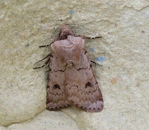 Agrotis cinerea  - Thomas Lux