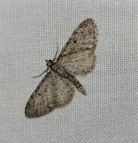 Eupithecia virgaureata  - Thomas Lux