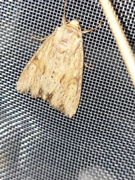 Apamea sublustris  - Thomas Lux