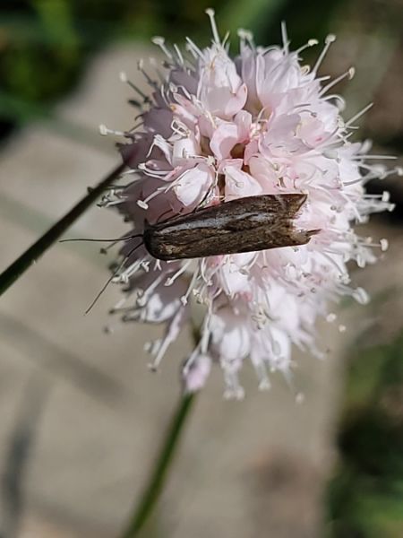 Crambus lathoniellus  - Thomas Lux