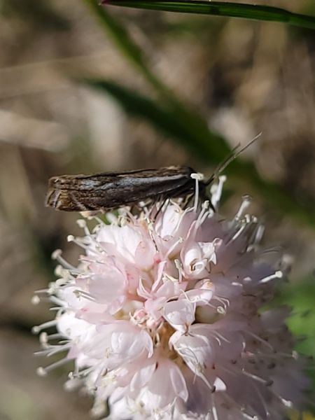 Crambus lathoniellus  - Thomas Lux