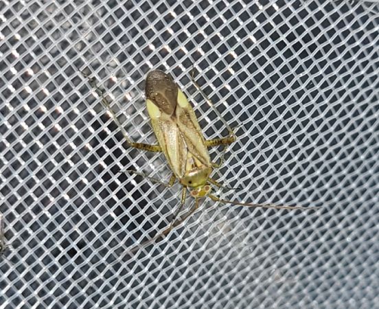 Adelphocoris lineolatus  - Thomas Lux