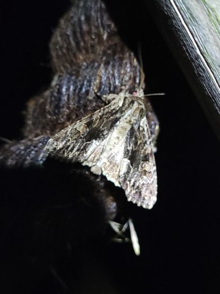 Apamea monoglypha  - Thomas Lux
