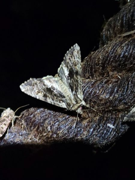Apamea monoglypha  - Thomas Lux