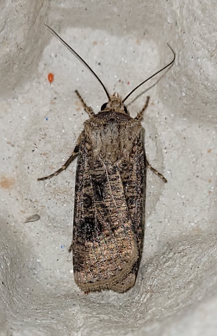 Agrotis clavis  - Thomas Lux