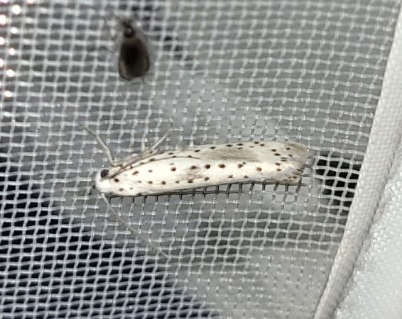 Yponomeuta irrorella  - Thomas Lux
