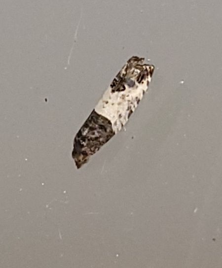 Spilonota ocellana  - Thomas Lux