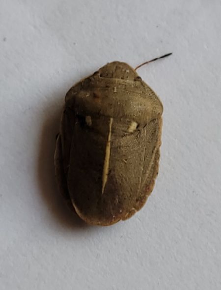 Eurygaster austriaca  - Thomas Lux