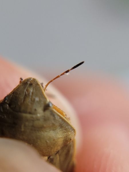 Eurygaster austriaca  - Thomas Lux