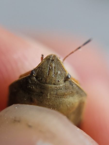 Eurygaster austriaca  - Thomas Lux