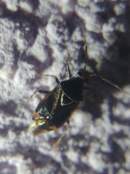 Deraeocoris flavilinea 