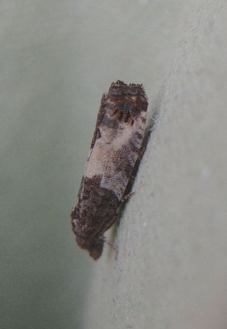 Spilonota ocellana 
