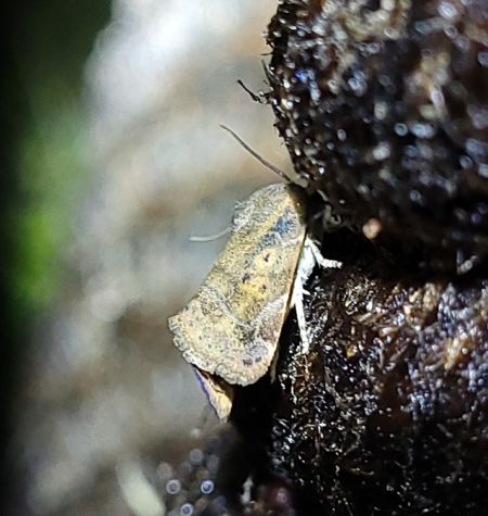 Cosmia affinis  - Thomas Lux