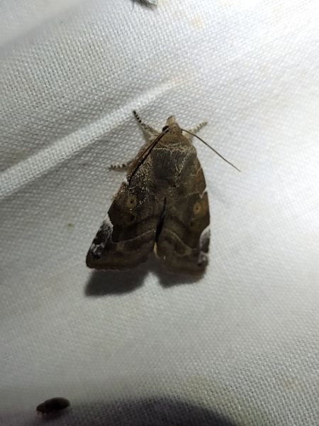 Cosmia affinis  - Thomas Lux