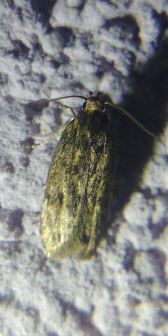 Hofmannophila pseudospretella 