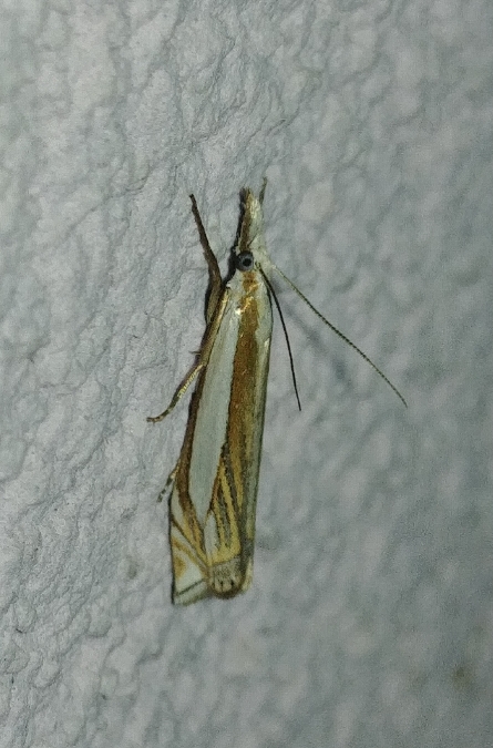 Crambus des pâturages 