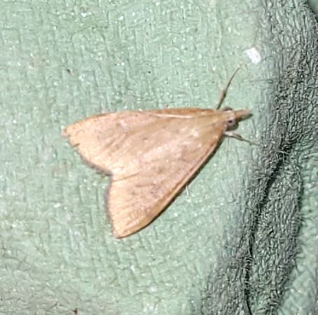 Udea ferrugalis  - Thomas Lux